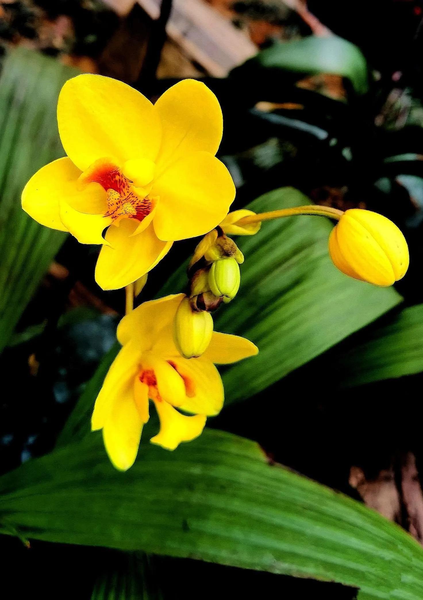 兰花高洁的古诗,高洁典雅的兰花壁纸