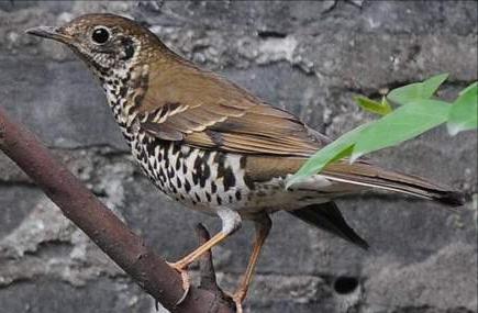 广东常见鸟类图谱和名称图文,东江揽胜鸟类