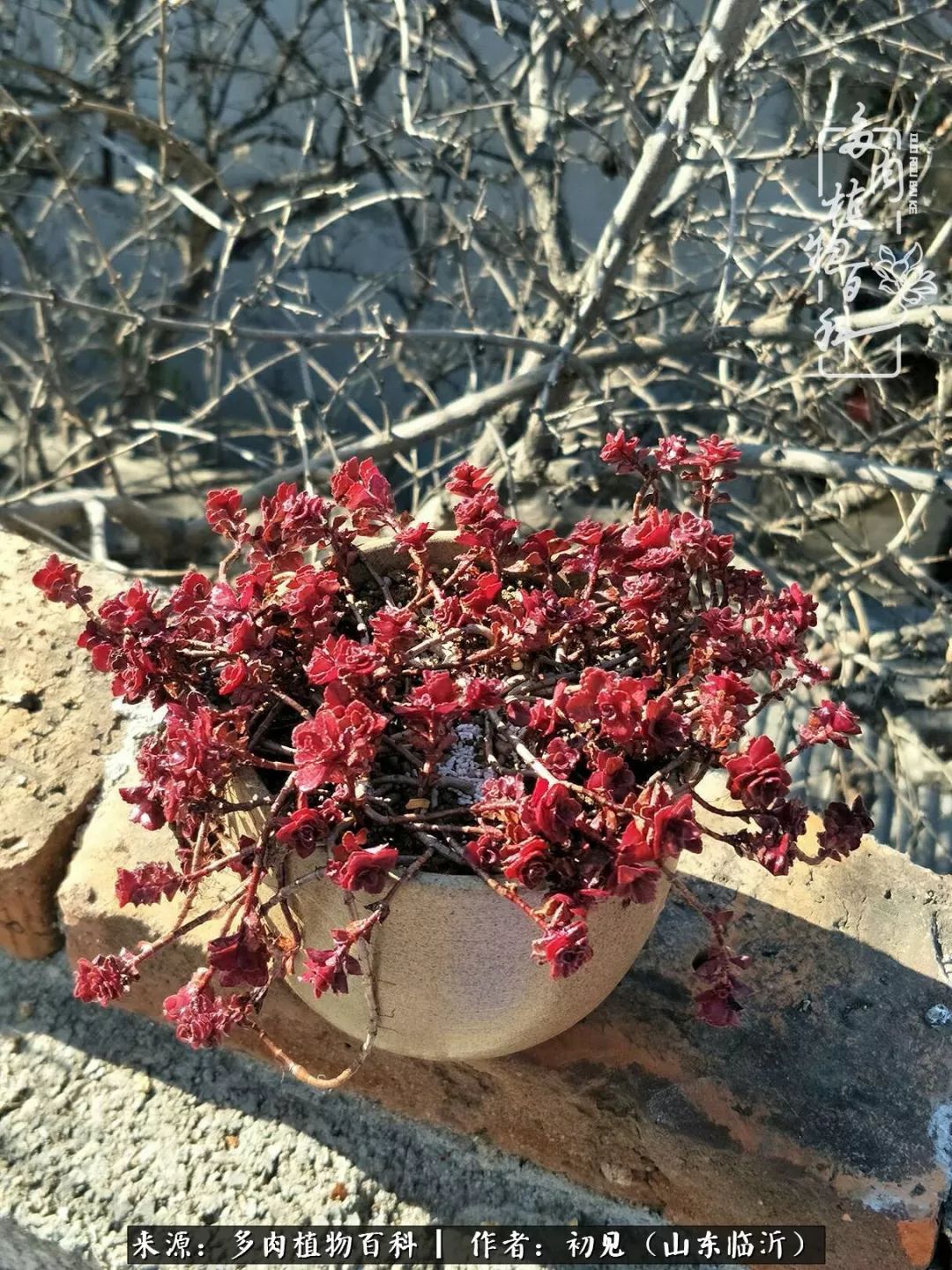 四季颜值在线的多肉,多肉的每一天