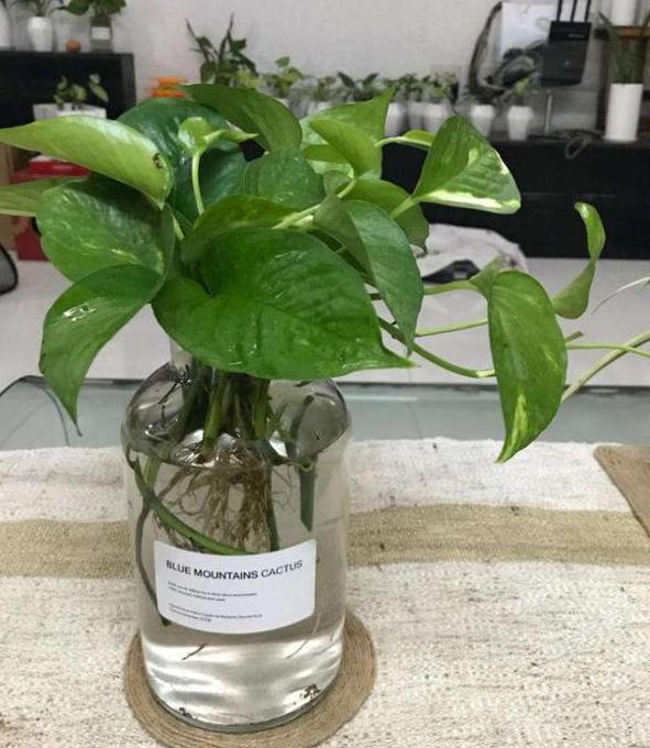 水培植物怎么养才能更旺盛一些,水培花卉植物养护注意事项有哪些