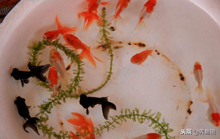 观赏鱼数量有什么讲究,养观赏鱼养几条寓意比较好一点