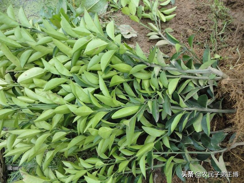 中药枳壳种子种植技术,枳壳育苗技术