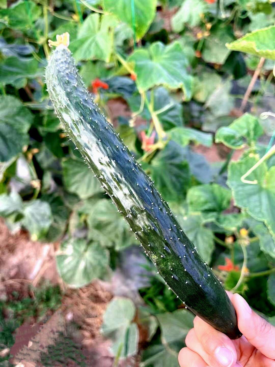 有机蔬菜是不是智商税,为什么说有机蔬菜是交智商税