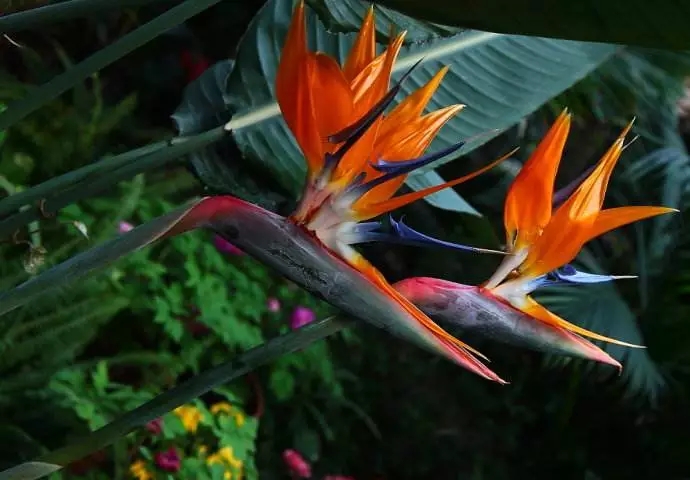 天堂鸟不发芽怎么办,天堂鸟养的盆不透气怎么办