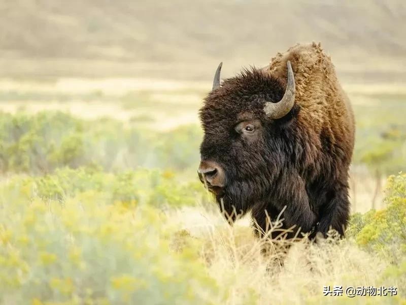 中国36个省份代表的动物,20种有代表性的动物