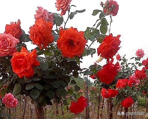 如何把月季养成老桩,月季怎么养成小老桩