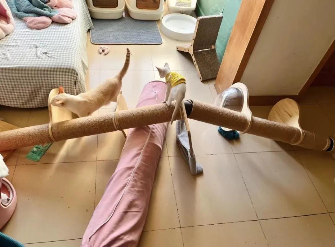 有宠一族必看：啥家庭条件呀，好几万的沙发随便毁？