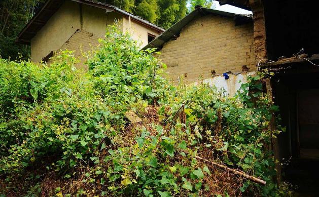 乡情散文乡恋,乡情散文乡愁