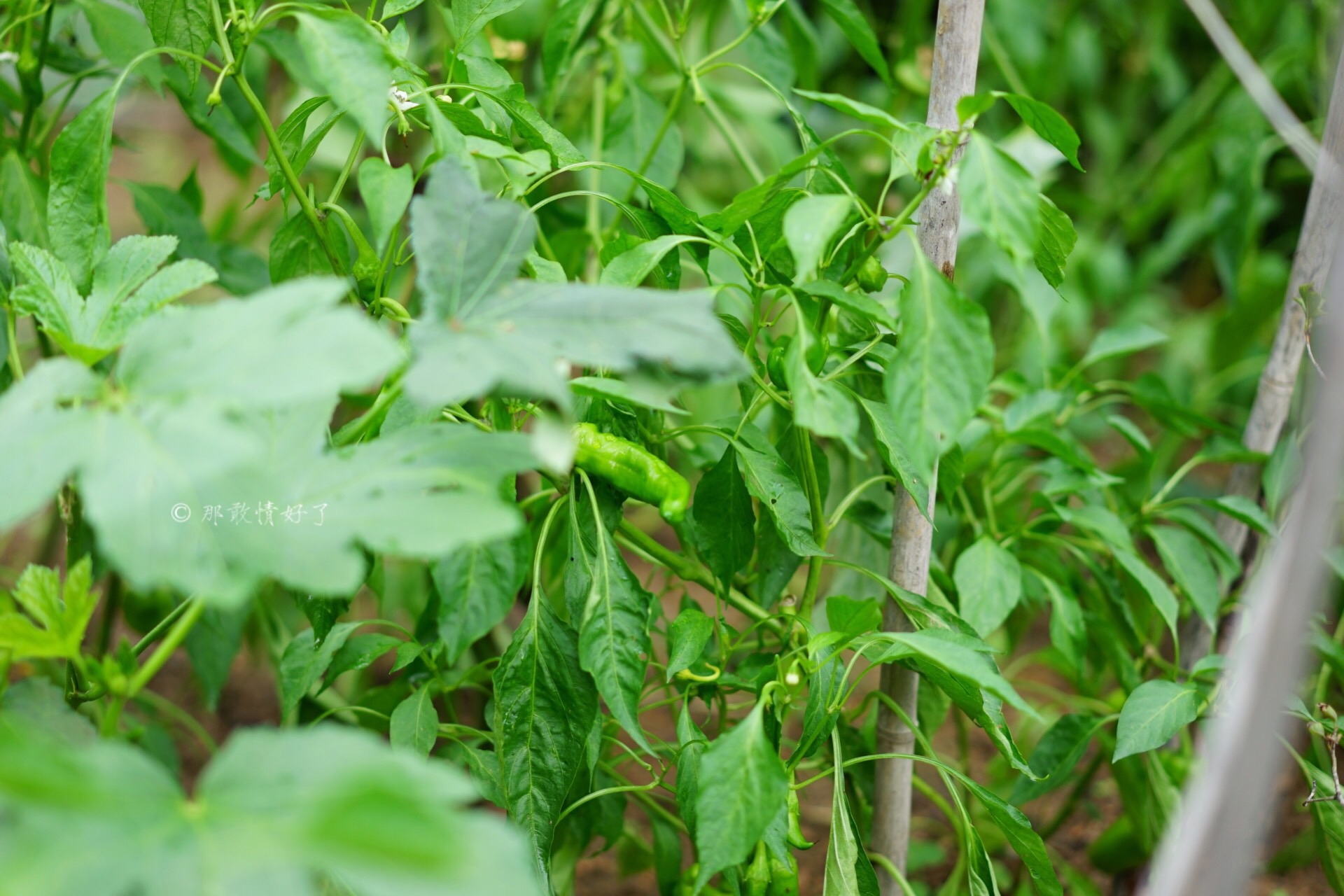 北京昌平带私人烧烤的民宿,昌平京郊民宿