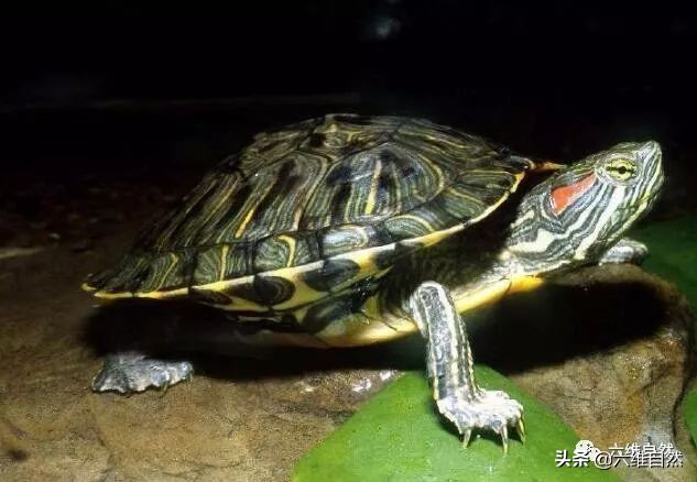 巴西龟太无情，成年龟组队联手咬死同类小龟，却不吞食不是为食物