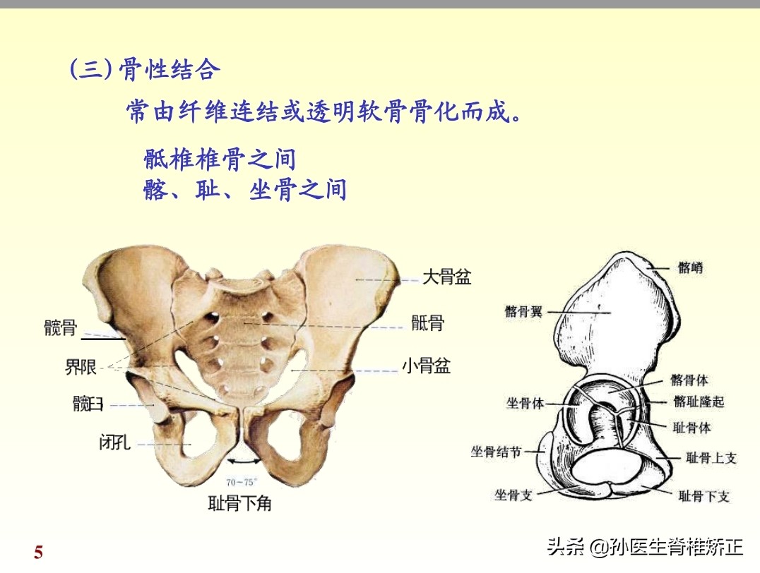 人体解剖学课件ppt,人体解剖学关节学