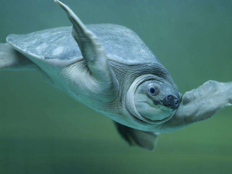 家养乌龟要水深多少,家养乌龟可以活多久