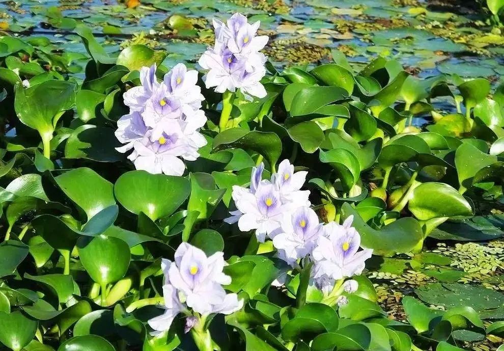 凤眼莲生长在什么环境下最好养,水养观赏小睡莲的技巧