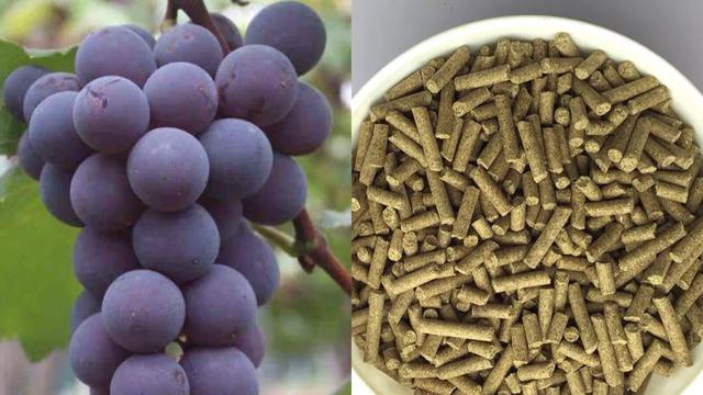 黑坑“肥水”鱼难钓，如何调整？因地制宜分析原因，即可有效避免