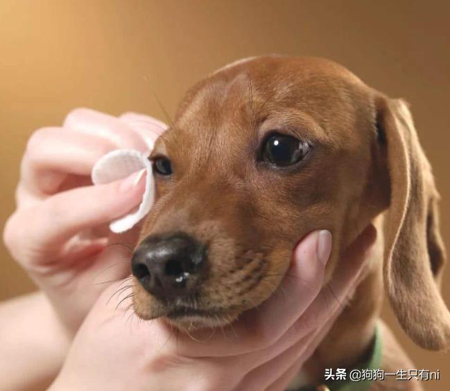 狗狗呕吐拉肚子是怎么回事,狗狗拉肚子和呕吐要禁食几天