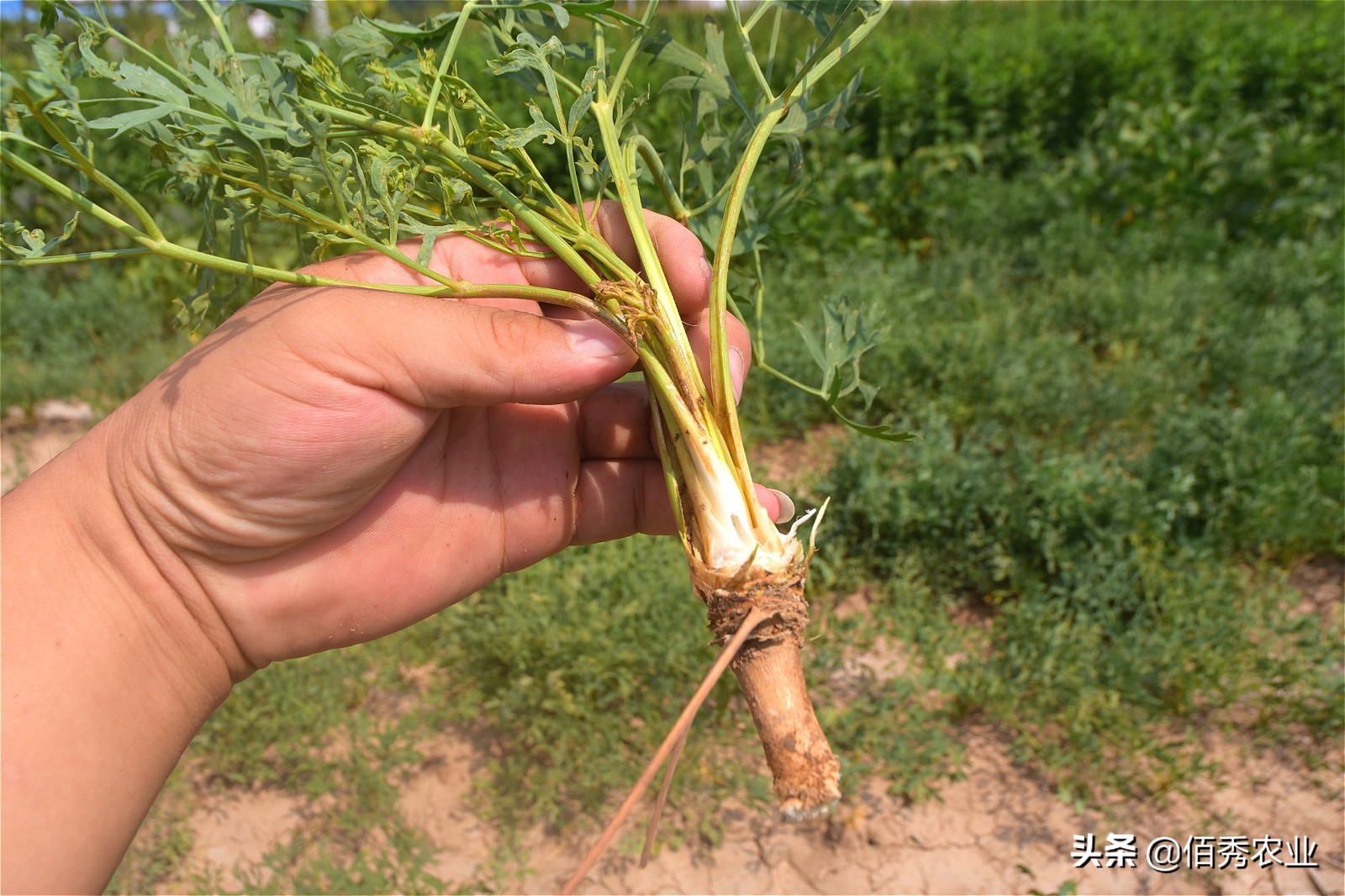中药材防风田间管理,防风病害管理