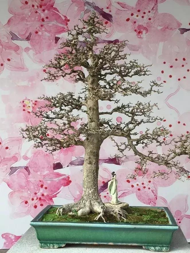 最值得收藏的六种盆景树种是哪些,西北盆景树种100种