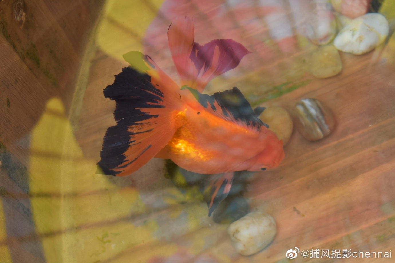 金鱼展和金鱼题材*物文**展