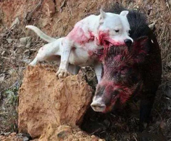 各国猛犬品种排名,各国品种猛犬