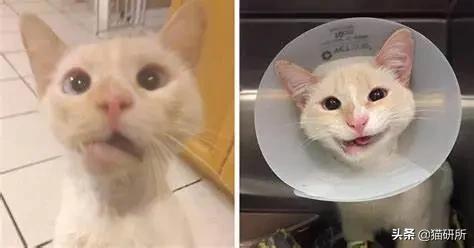 猫咪摔骨折了治疗需要多少钱,猫咪骨折吃什么东西恢复得快