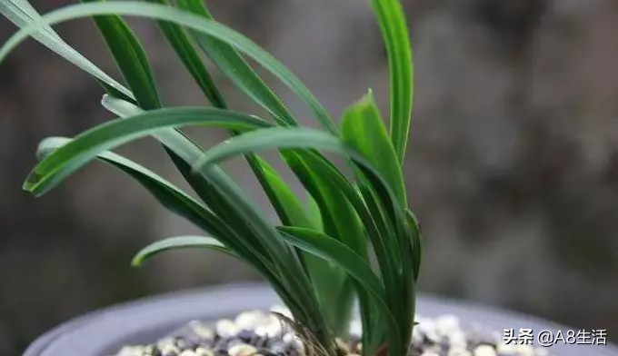 每日一品～中国兰花～春兰茗品～美芬荷