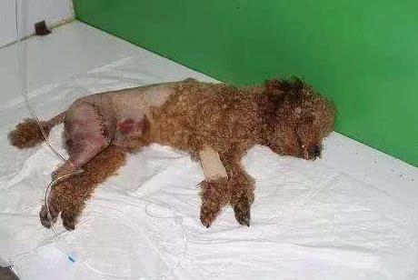 泰迪犬的优点和缺点分别是什么,泰迪犬好养吗都该注意什么