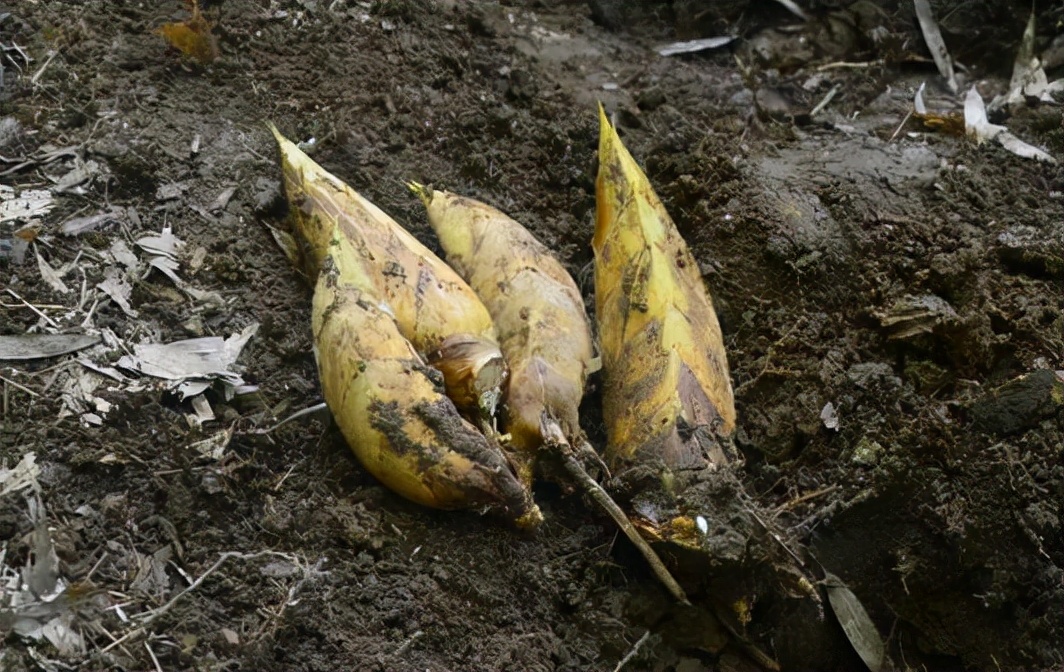 冬笋多钱一斤,冬笋从哪里长出来好吃