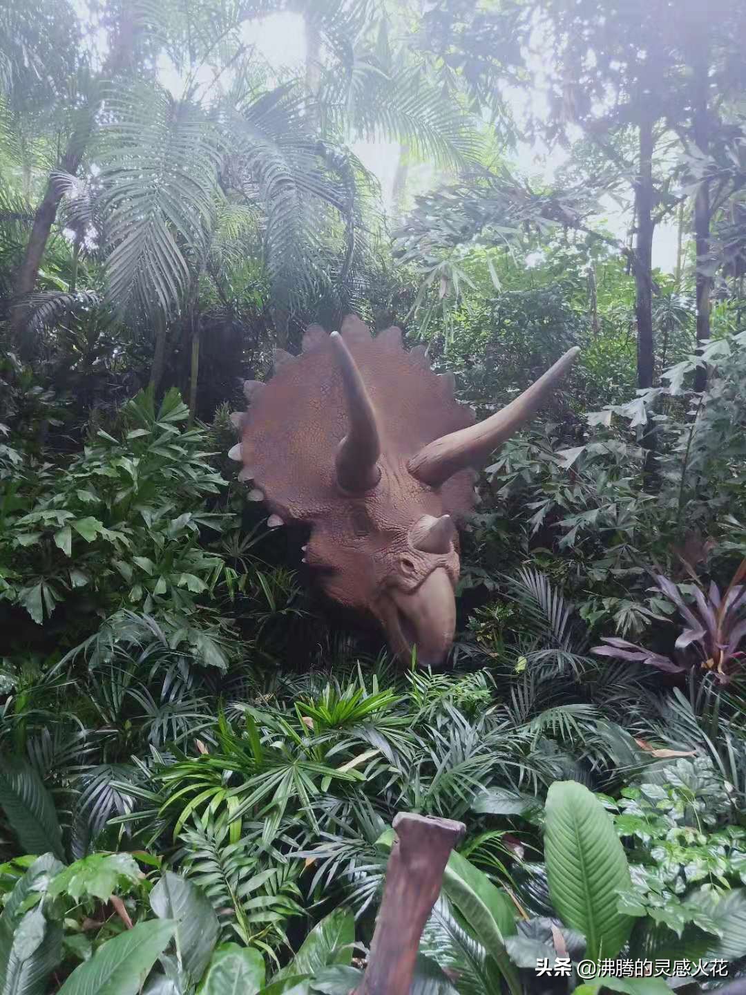 感受异国风情西双版纳,亲近长隆野生动物的一天