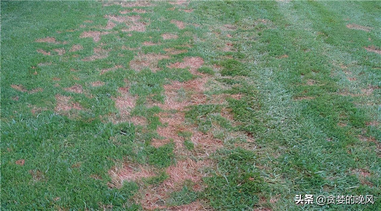 为什么草坪能频繁的修剪,老园丁养花从来不怕虫害