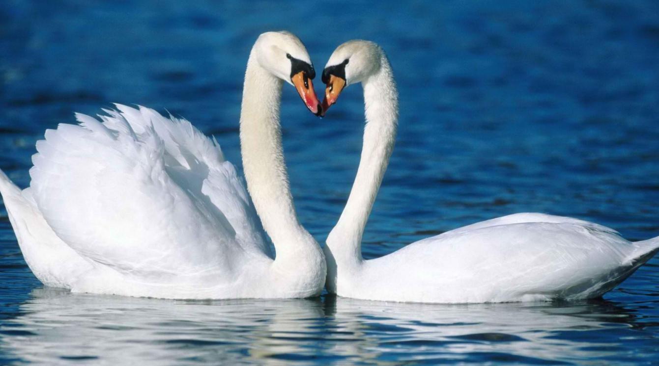 动物出轨行为有哪些特征,盘点动物对人的缺德行为