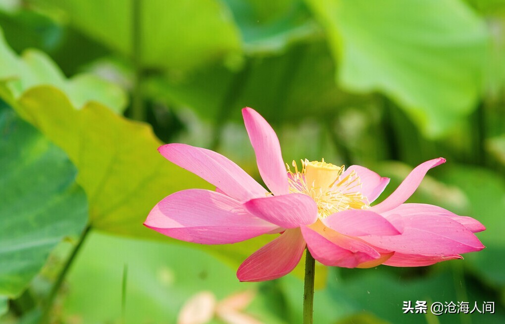 写荷花的诗词有多少,禅意荷花的诗词