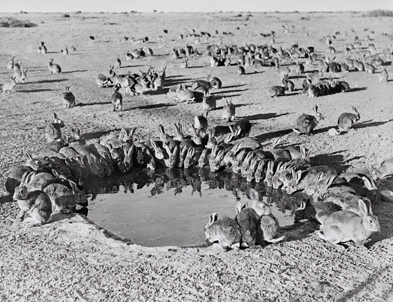 澳大利亚野兔泛滥成灾的原因,澳洲人吃野兔