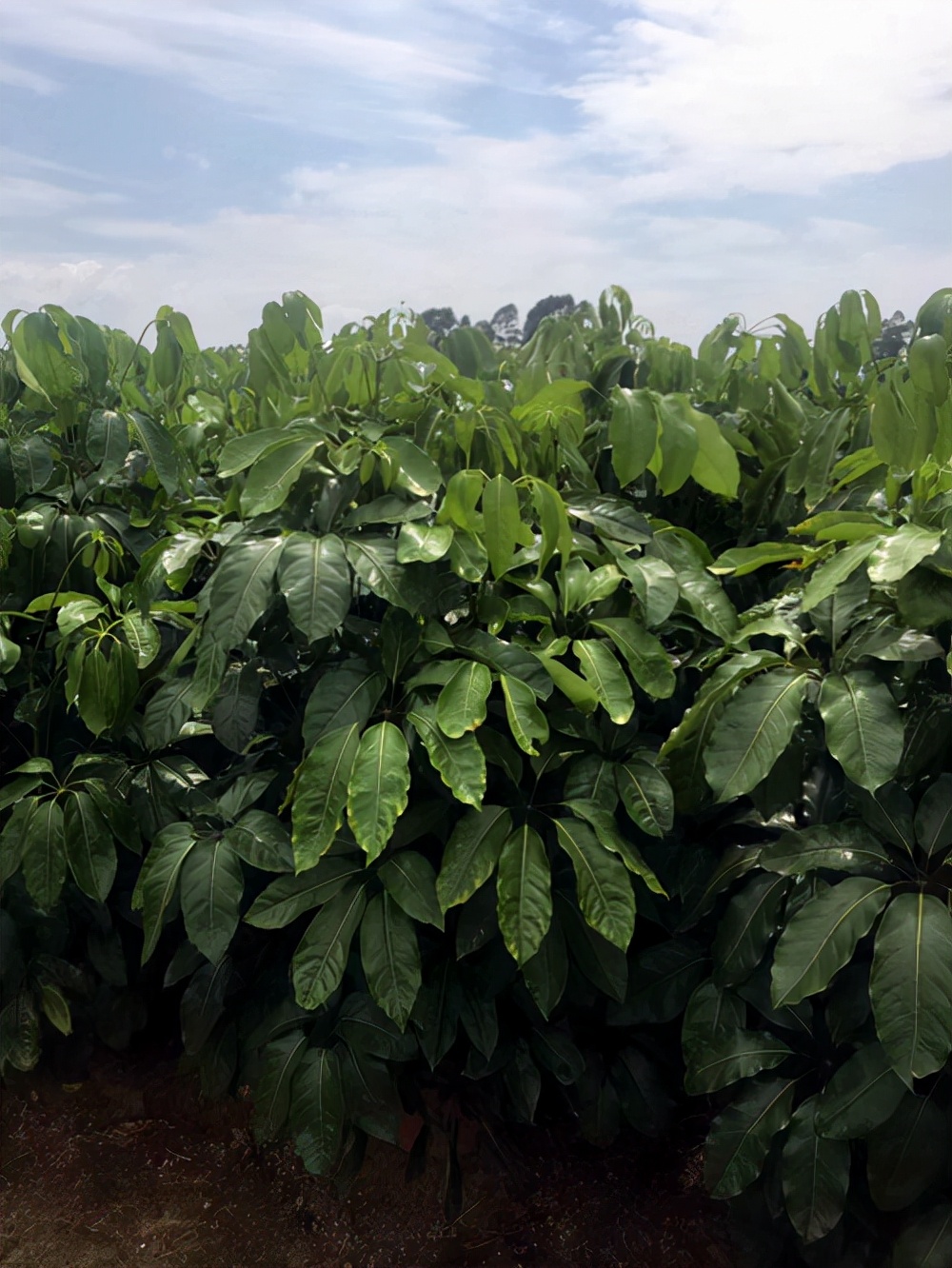 如何区分发财树和招财树，油苁蓉与肉苁蓉一样吗？