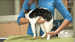 养了十多天的猫猫想抱它要怎么做,养了两年的猫怎么教