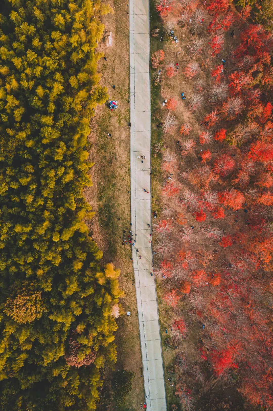 不输武大樱花，文华学院美“枫”了