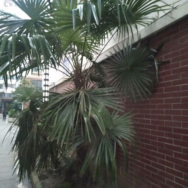 亲人借了网贷怎么解决,亲人向我借钱我该怎么办