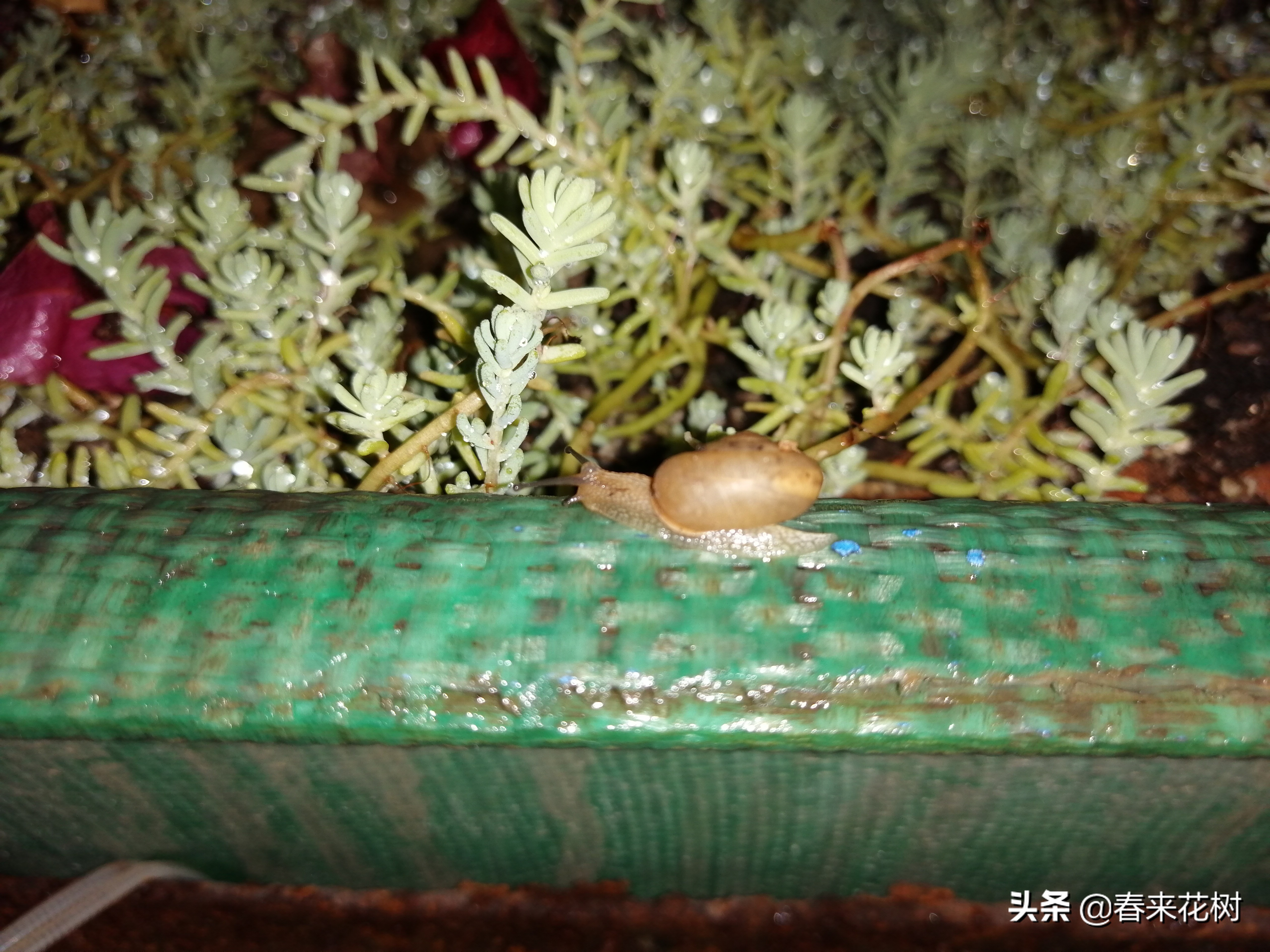 爱养花的坏处,养花防小蜗牛的方法有哪些