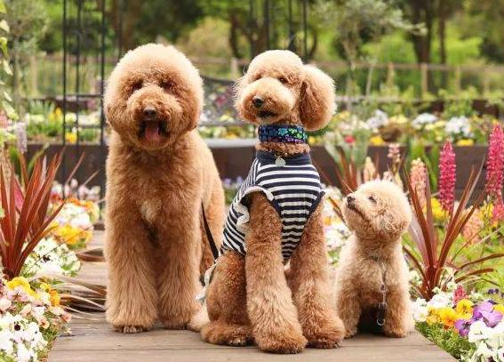 巨型贵宾犬为什么不建议养,巨型贵宾犬能聪明到什么程度