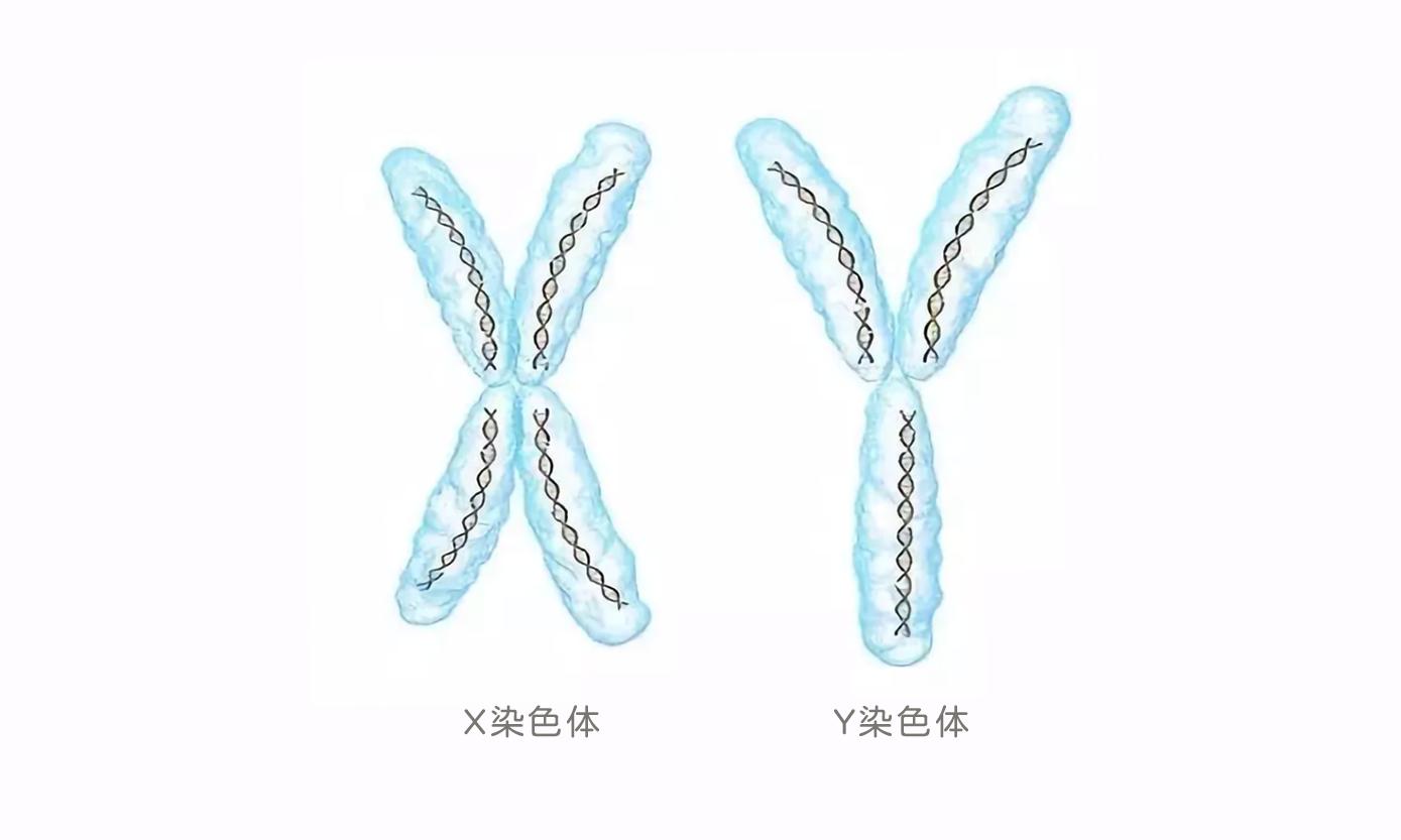 婆婆让多吃碱性食物生男孩，决定生男生女，真的靠体质吗？