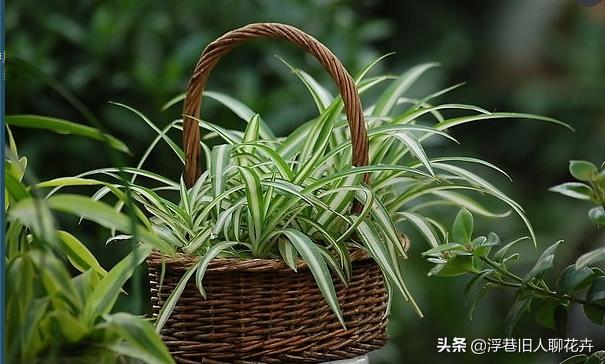 吊兰长的爆盆能直接全剪掉吗,吊兰怎么养才能长出小吊兰图片