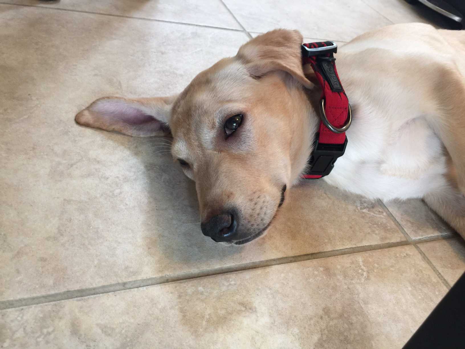 狗狗拉肚子呕吐的十大原因,狗狗经常呕吐拉肚子怎么回事