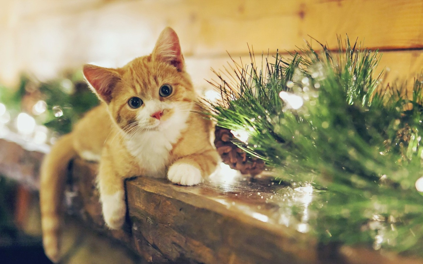 猫咪声音突然变哑是怎么回事,猫咪也发出咕噜咕噜的声音