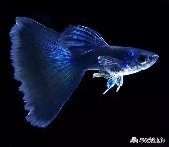 15个孔雀鱼品系图鉴绝美版,15个孔雀鱼品系图鉴