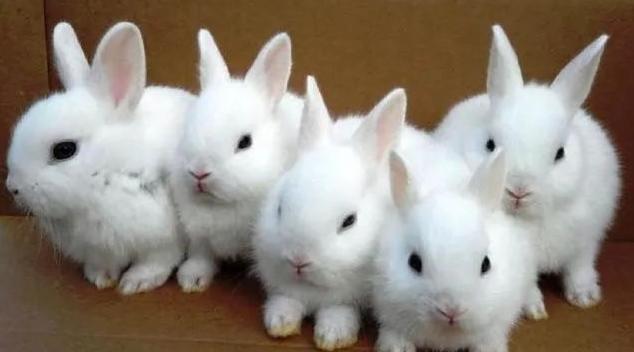 【疫情观察】下一个马云,可能会从小雨伞行业诞生