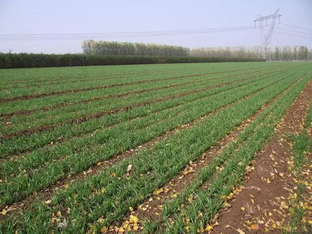 今年小麦黄叶烂根死苗怎么回事,今年小麦枯死是什么虫害原因