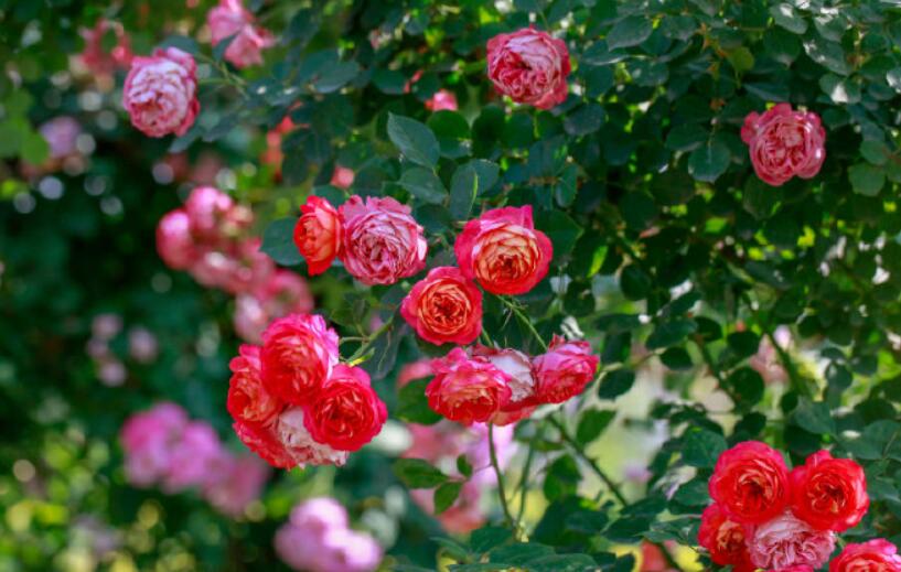十大勤开花的月季,十大勤花月季品种排行