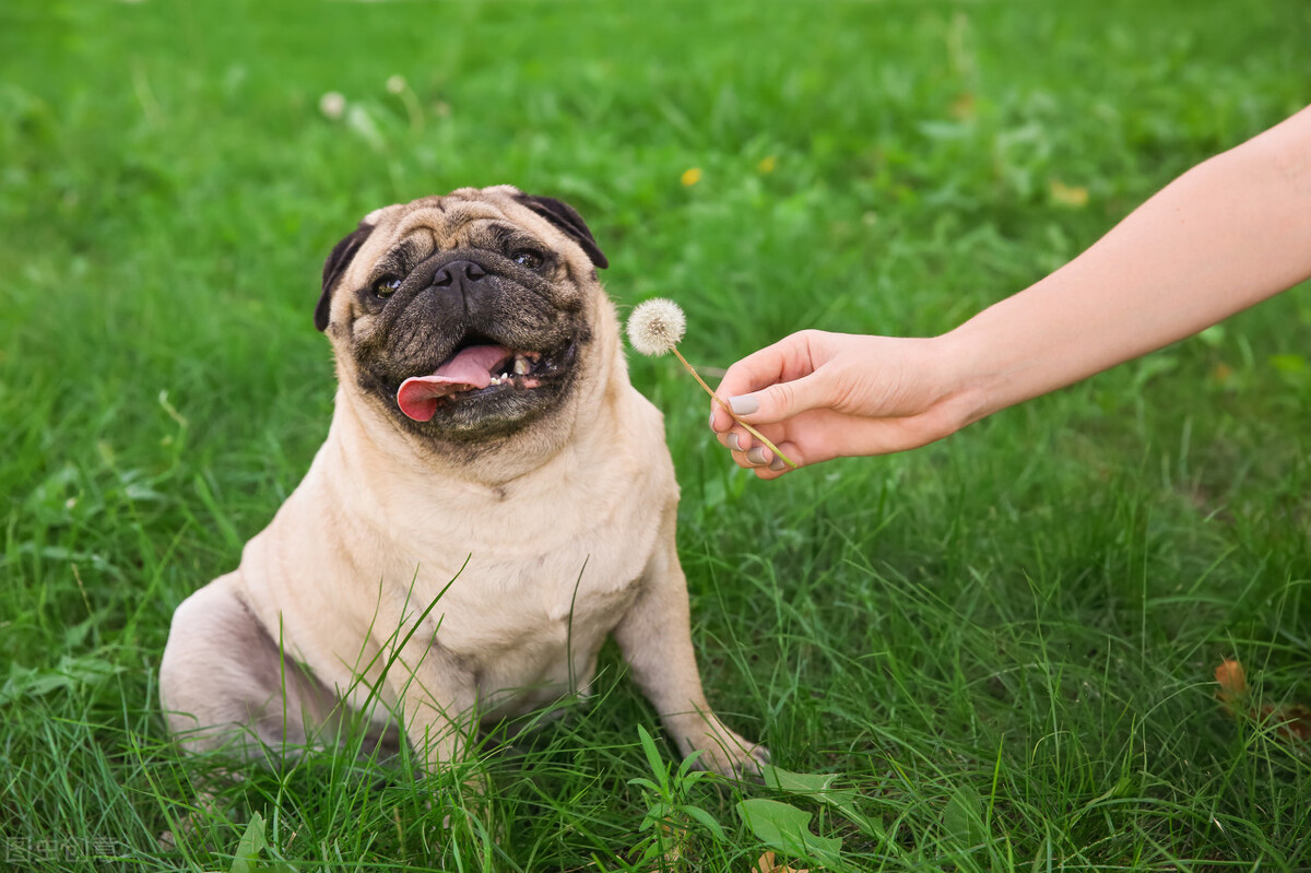 狗子腿时瘸时不瘸,泰迪狗腿瘸一会好一会瘸怎么办
