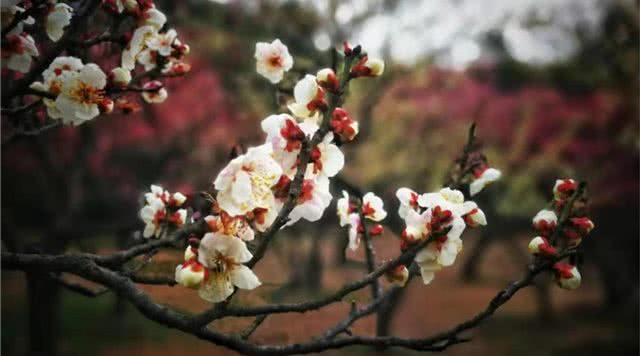 江苏园林旅游攻略,江苏有哪些免费园林景区