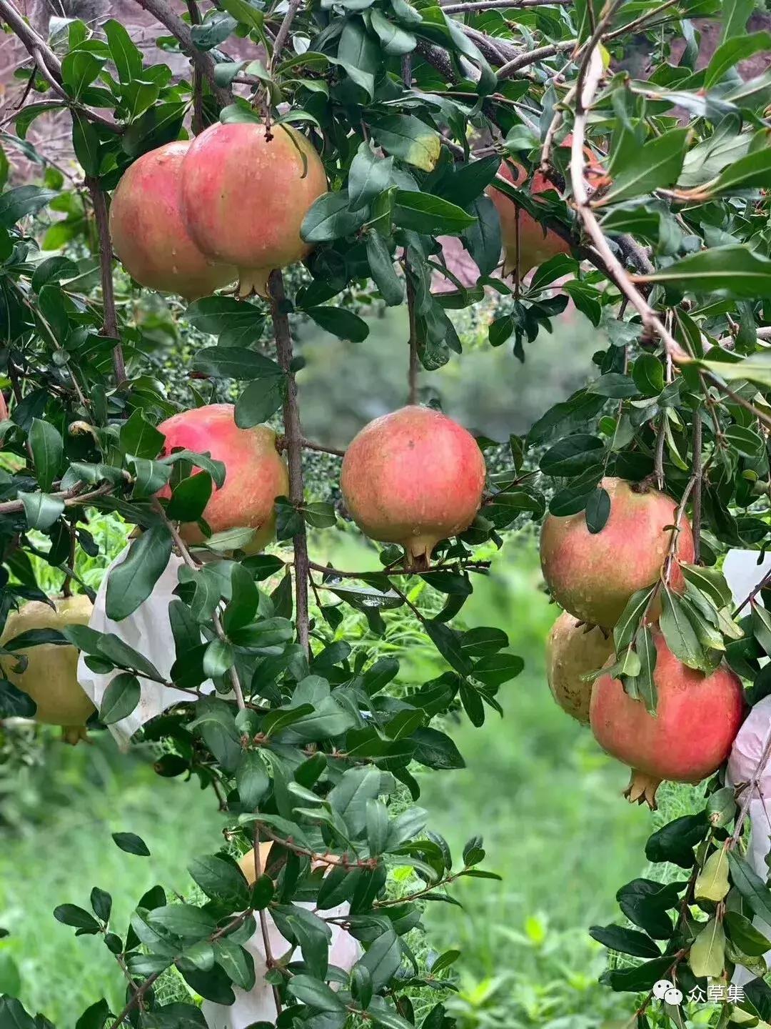 突尼斯软籽石榴优缺点,突尼斯软籽石榴和黑籽石榴哪个好