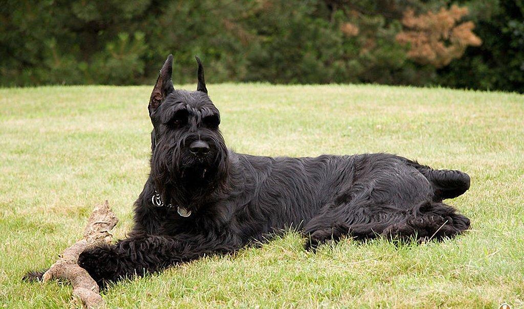 狗狗品种大全及介绍了解一下,狗狗品种怎么挑选最好看